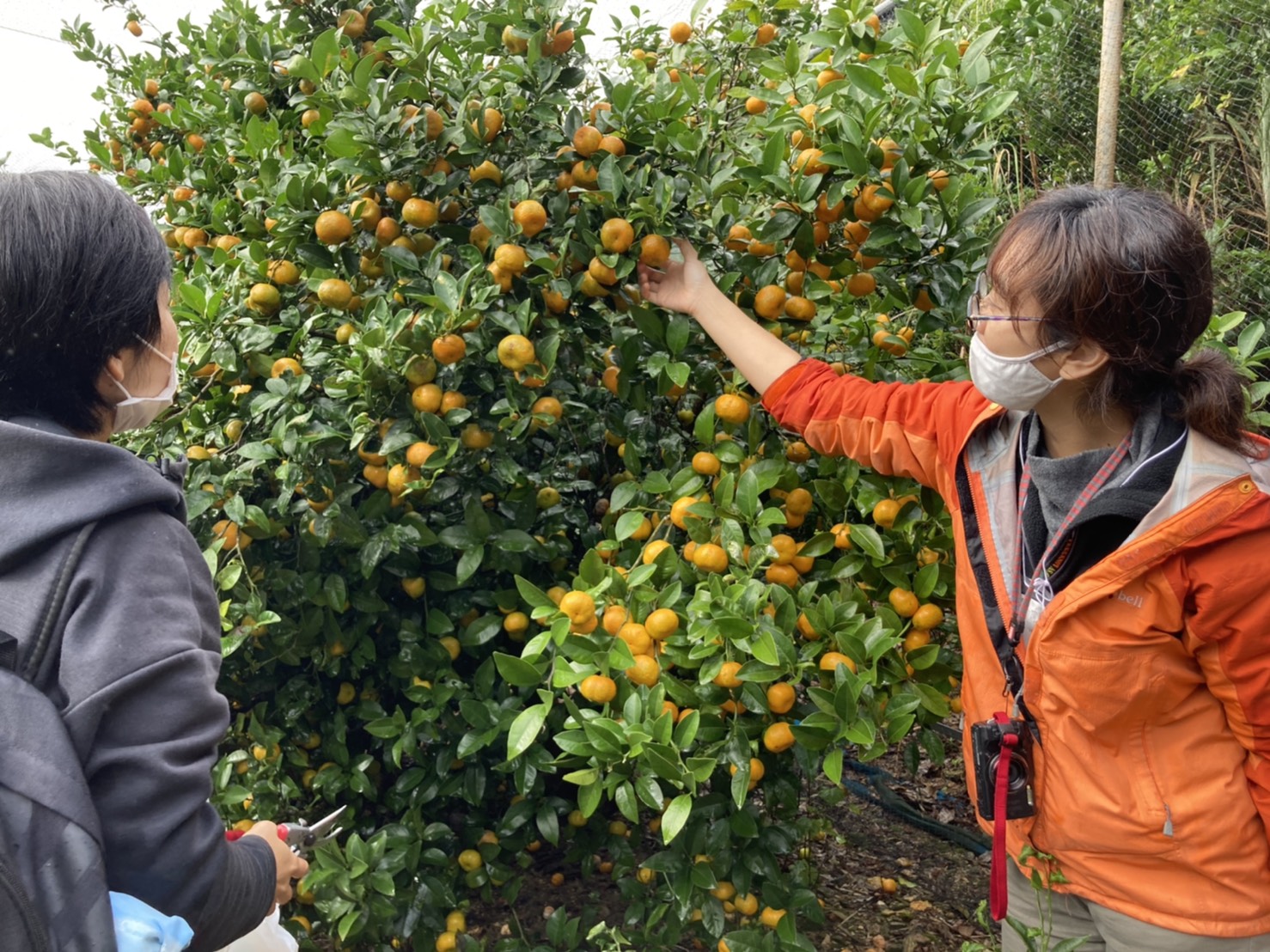 (Winter only) Mandarin orange harvest experience tour2
