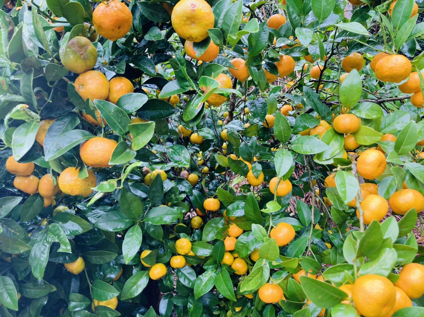 (Winter only) Mandarin orange harvest experience tour